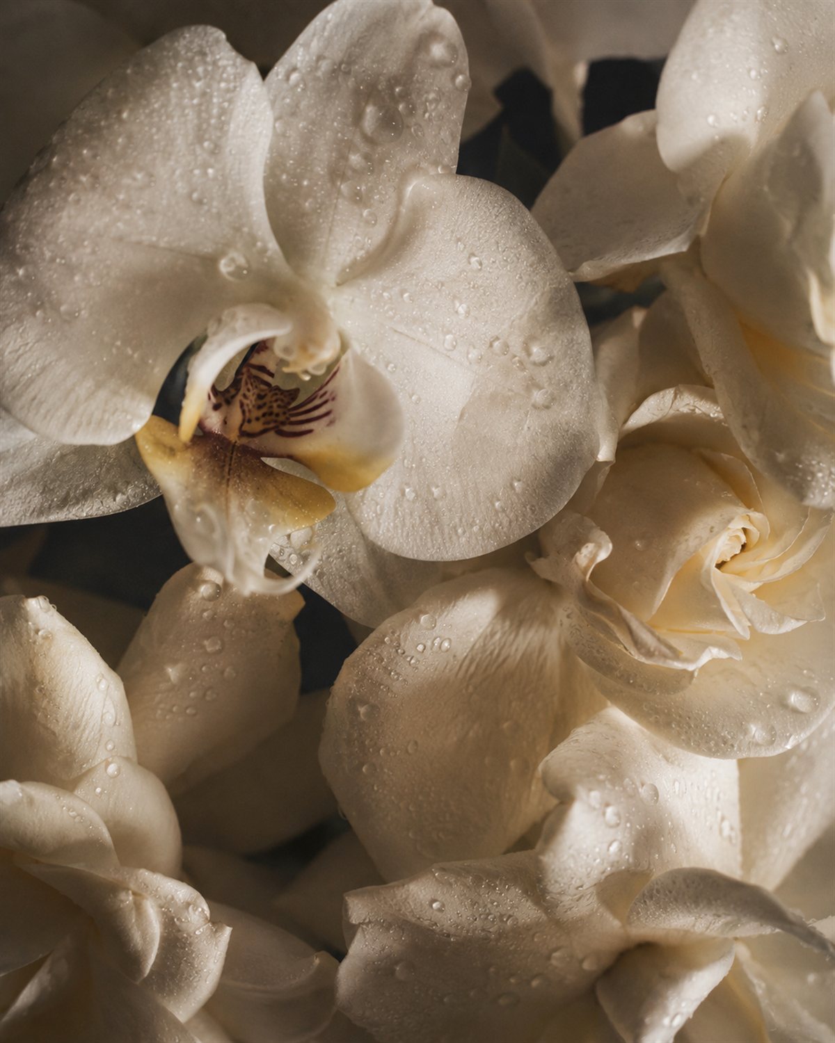 Orquídeas & Gardenias